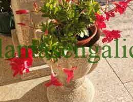 Dipladenia roja en una maceta de piedra en ideas para macetas colgantes.