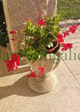 Dipladenia roja en una maceta de piedra en ideas para macetas colgantes.
