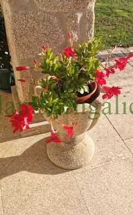 Dipladenia roja en una maceta de piedra en ideas para macetas colgantes.