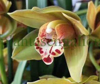 Cymbidium amarillo. Una bonita flor amarilla de una orquídea de exterior.