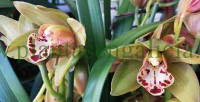 Plantar Cymbidium en el exterior. Balcón en Vigo, 15-12-2023.