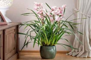 Tierra para orquídeas cymbidium de Kalaplanta.