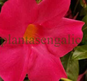 ¿Cuánto dura la flor de la Dipladenia?