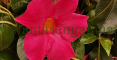 ¿Cuánto dura la flor de la Dipladenia?