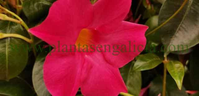 ¿Cuánto dura la flor de la Dipladenia?