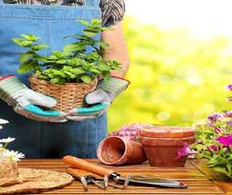 Sanium PIn con Flupiradifurona, protege a tus plantas en maceta.